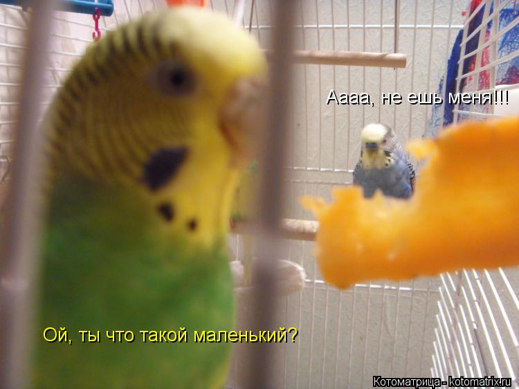 Ой, ты что такой маленький? Аааа, не ешь меня!!!... Котоматрица: Ой, ты что такой маленький? Аааа, не ешь меня!!!