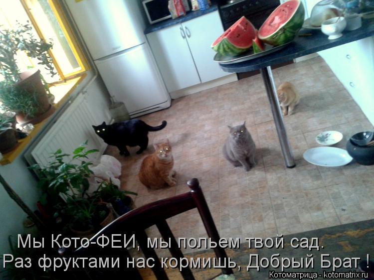 Мы Кото-ФЕИ, мы польем твой сад. Раз фруктами нас кормишь, Добрый Брат !... Котоматрица: Мы Кото-ФЕИ, мы польем твой сад. Раз фруктами нас кормишь, Добрый Брат !