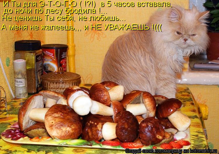 И Ты для Э-Т-О-Г-О ( !?!) в 5 часов вставала, до ночи по лесу бродила !... Не ценишь Ты себя, не л... Котоматрица: И Ты для Э-Т-О-Г-О ( !?!) в 5 часов вставала, до ночи по лесу бродила !... Не ценишь Ты себя, не любишь... А меня не жалеешь,,, и НЕ УВАЖАЕШЬ !(((