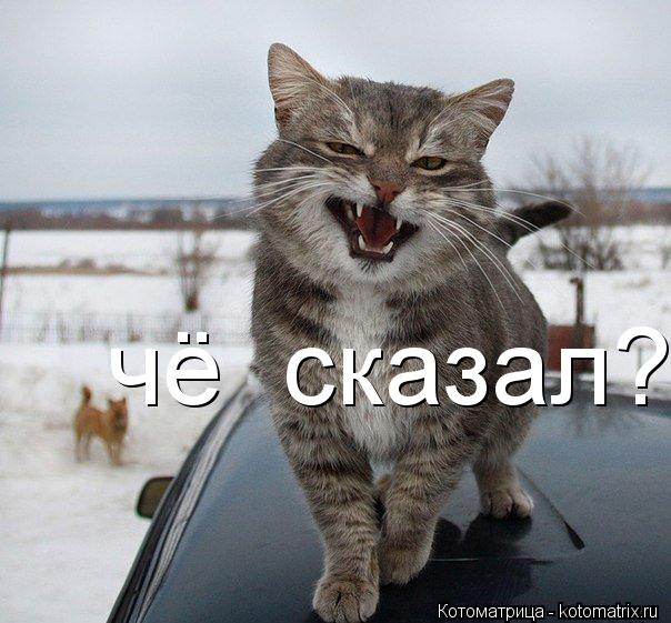 чё сказал?... Котоматрица: чё сказал?