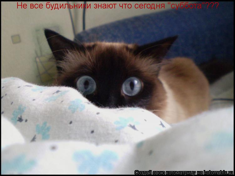 Котоматрица: Не все будильники знают что сегодня "суббота"???
