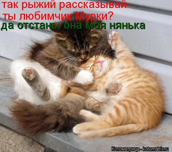 так рыжий рассказывай- ты любимчик Мурки? да отстань, она моя нянька... Котоматрица: так рыжий рассказывай- ты любимчик Мурки? да отстань, она моя нянька