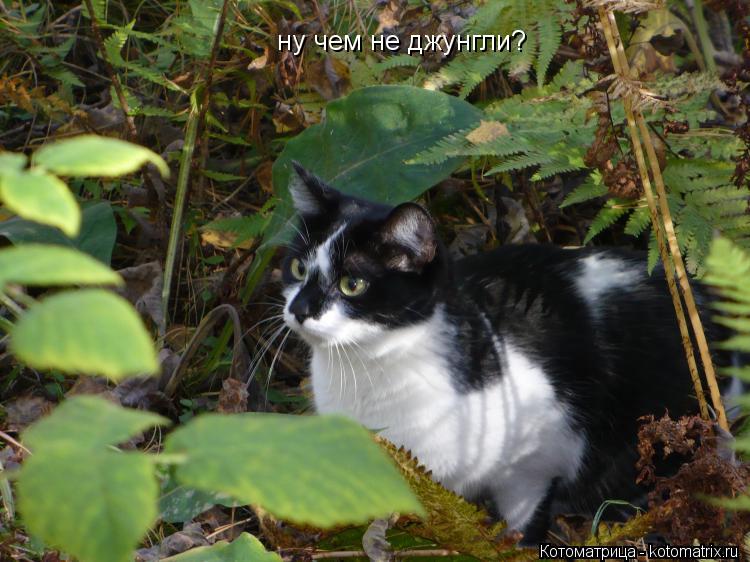 Котоматрица: ну чем не джунгли?