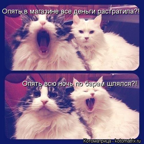Опять в магазине все деньги растратила?! Опять всю ночь по барам шлялся?!... Котоматрица: Опять в магазине все деньги растратила?! Опять всю ночь по барам шлялся?!