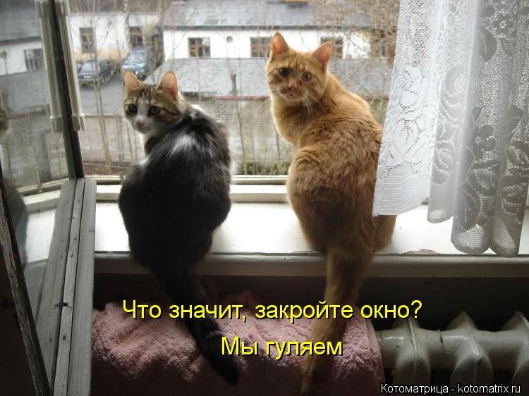 Котоматрица: Что значит, закройте окно? Мы гуляем