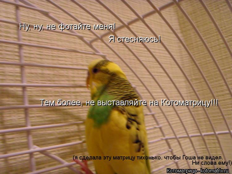 Ну, ну, не фотайте меня! Я стесняюсь! Тем более, не выставляйте на Котоматрицу!!! (я сделала эту матр... Котоматрица: Ну, ну, не фотайте меня! Я стесняюсь! Тем более, не выставляйте на Котоматрицу!!! (я сделала эту матрицу тихонько. чтобы Гоша не видел. Ни слова