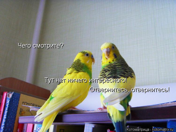 Чего смотрите? Тут нет ничего интересного! Отвернитесь, отвернитесь!... Котоматрица: Чего смотрите? Тут нет ничего интересного! Отвернитесь, отвернитесь!
