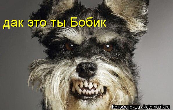 Котоматрица: дак это ты Бобик