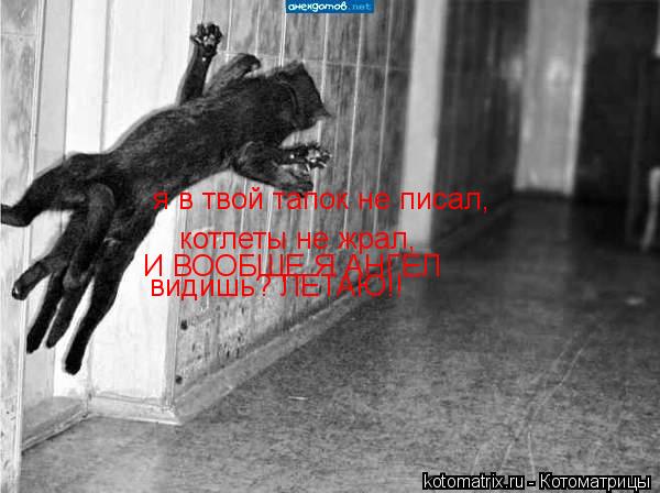 я в твой тапок не писал, котлеты не жрал, И ВООБЩЕ Я АНГЕЛ видишь? ЛЕТАЮ!!... Котоматрица: я в твой тапок не писал, котлеты не жрал, И ВООБЩЕ Я АНГЕЛ видишь? ЛЕТАЮ!!