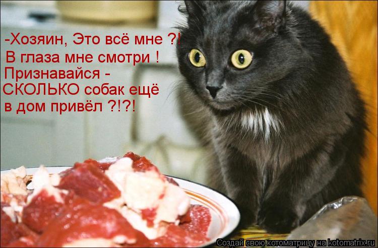 -Хозяин, Это всё мне ?! В глаза мне смотри ! Признавайся - СКОЛЬКО собак ещё в дом привёл ?!?!... Котоматрица: -Хозяин, Это всё мне ?! В глаза мне смотри ! Признавайся - СКОЛЬКО собак ещё в дом привёл ?!?!