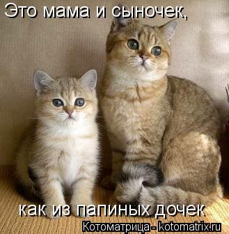 Котоматрица: Это мама и сыночек, как из папиных дочек