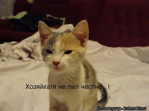 Котоматрица: Хозяйка!я не пил честно...!