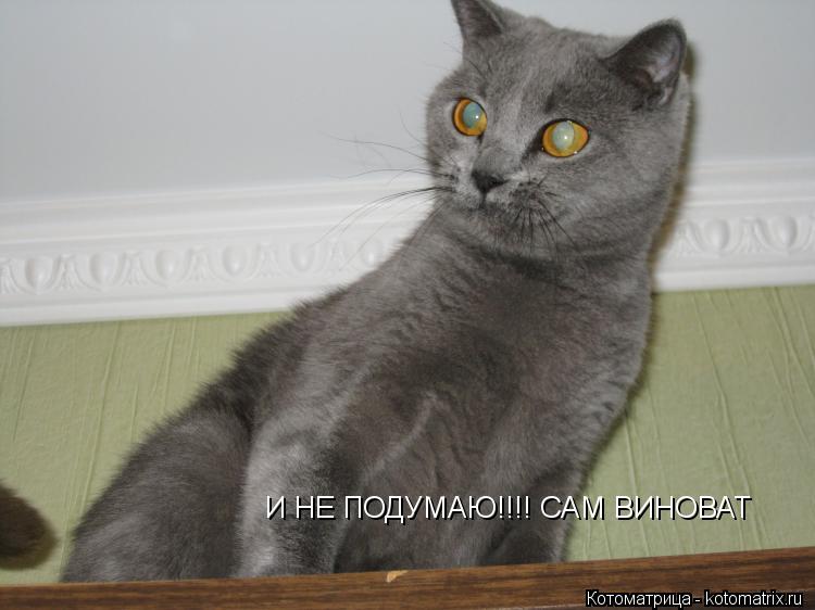 И НЕ ПОДУМАЮ!!!! САМ ВИНОВАТ... Котоматрица: И НЕ ПОДУМАЮ!!!! САМ ВИНОВАТ