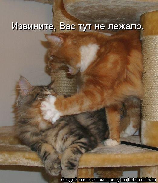 Извините, Вас тут не лежало.... Котоматрица: Извините, Вас тут не лежало.
