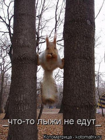 _что-то лыжи не едут_... Котоматрица: _что-то лыжи не едут_