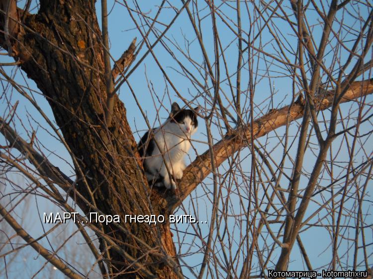 МАРТ...Пора гнездо вить...... Котоматрица: МАРТ...Пора гнездо вить...