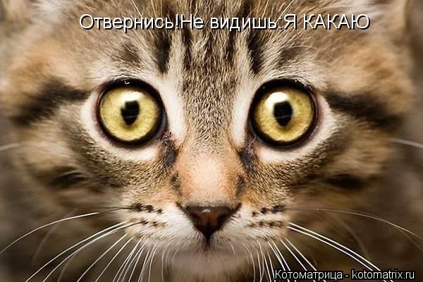 Отвернись!Не видишь:Я КАКАЮ... Котоматрица: Отвернись!Не видишь:Я КАКАЮ