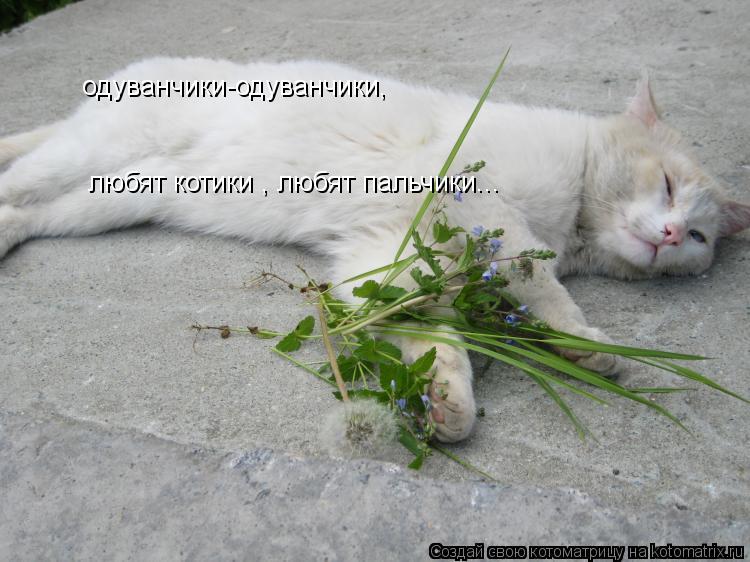 одуванчики-одуванчики, любят котики , любят пальчики...... Котоматрица: одуванчики-одуванчики, любят котики , любят пальчики...