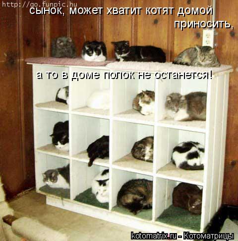 сынок, может хватит котят домой приносить, а то в доме полок не останется!... Котоматрица: сынок, может хватит котят домой приносить, а то в доме полок не останется!