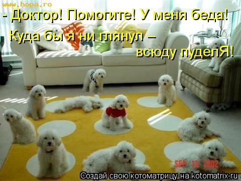 - Доктор! Помогите! У меня беда! - Доктор! Помогите! У меня беда! Куда бы я ни глянул – всюду пуделЯ!... Котоматрица: - Доктор! Помогите! У меня беда! - Доктор! Помогите! У меня беда! Куда бы я ни глянул – всюду пуделЯ!