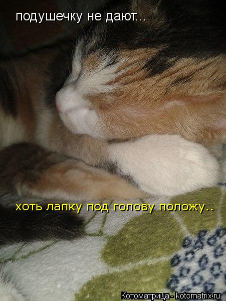 подушечку не дают... хоть лапку под голову положу..... Котоматрица: подушечку не дают... хоть лапку под голову положу..