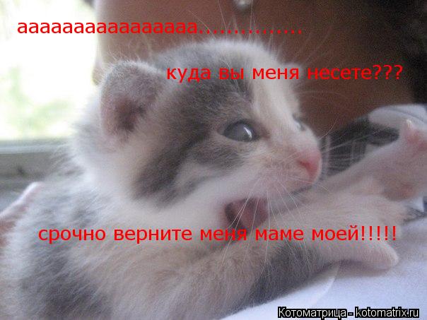 аааааааааааааааа............... куда вы меня несете??? срочно верните меня маме моей!!!!!... Котоматрица: аааааааааааааааа............... куда вы меня несете??? срочно верните меня маме моей!!!!!