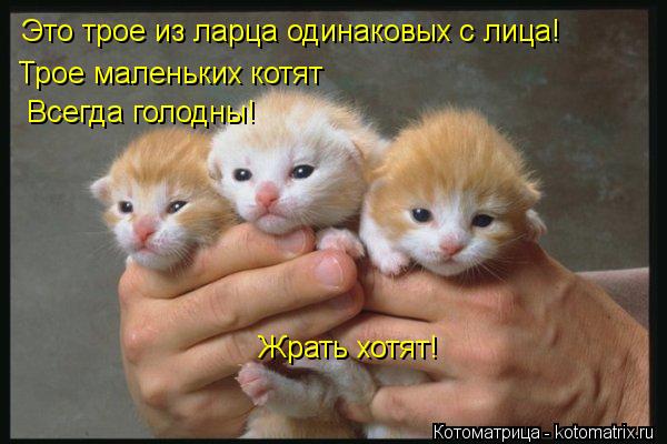 Это трое из ларца одинаковых с лица! Трое маленьких котят Всегда голодны! Жрать хотят!... Котоматрица: Это трое из ларца одинаковых с лица! Трое маленьких котят Всегда голодны! Жрать хотят!