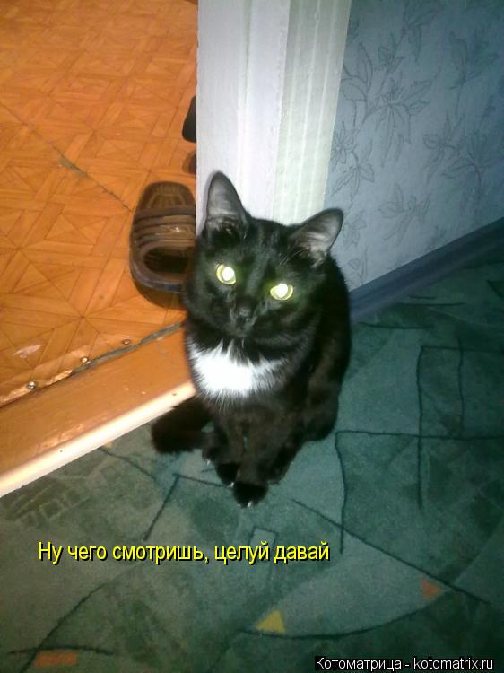 Котоматрица: Ну чего смотришь, целуй давай