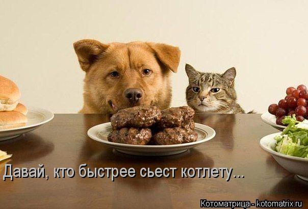 Давай, кто быстрее сьест котлету...... Котоматрица: Давай, кто быстрее сьест котлету...