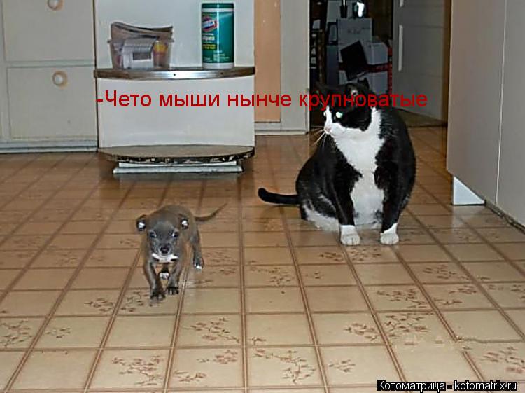 Котоматрица: -Чето мыши нынче крупноватые