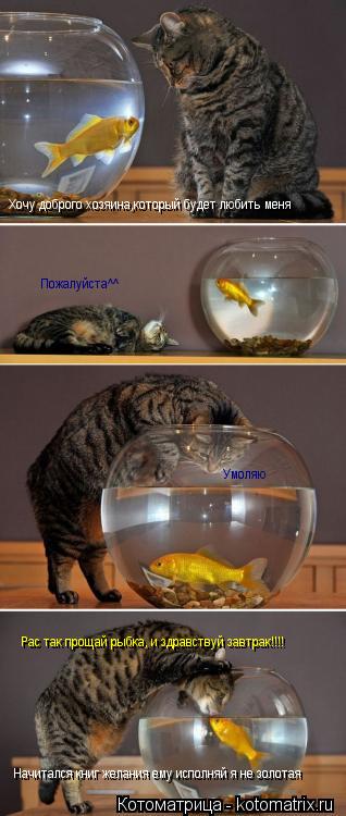 Хочу доброго хозяина,который будет любить меня Пожалуйста^^ Умоляю Начитался книг желания ему испол... Котоматрица: Хочу доброго хозяина,который будет любить меня Пожалуйста^^ Умоляю Начитался книг желания ему исполняй я не золотая Рас так прощай рыбка,
