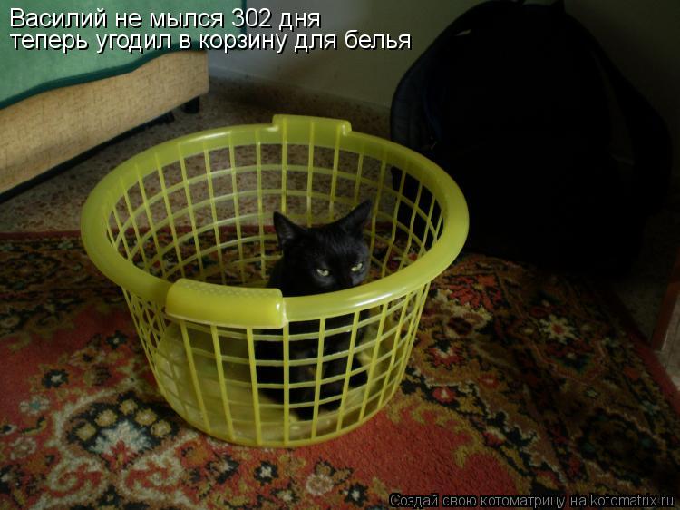 Василий не мылся 302 дня теперь угодил в корзину для белья... Котоматрица: Василий не мылся 302 дня теперь угодил в корзину для белья