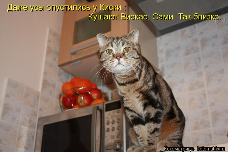 Даже усы опустились у Киски : Кушают Вискас. Сами. Так близко...... Котоматрица: Даже усы опустились у Киски : Кушают Вискас. Сами. Так близко...