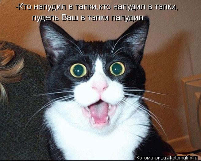 -Кто напудил в тапки,кто напудил в тапки, пудель Ваш в тапки папудил.... Котоматрица: -Кто напудил в тапки,кто напудил в тапки, пудель Ваш в тапки папудил.