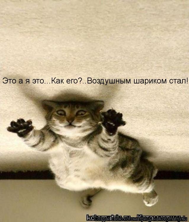 Котоматрица: Это а я это...Как его?..Воздушным шариком стал!