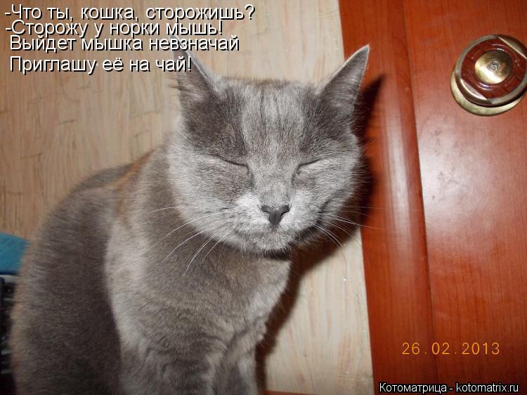 Котоматрица: -Что ты, кошка, сторожишь? -Сторожу у норки мышь! Выйдет мышка невзначай Приглашу её на чай!