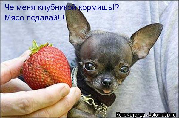 Котоматрица: Чё меня клубникой кормишь!? Мясо подавай!!!