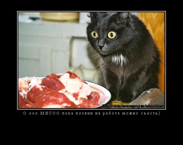 Котоматрица: О.ооо МЯСОО пока хозяин на работе можно съесть) 