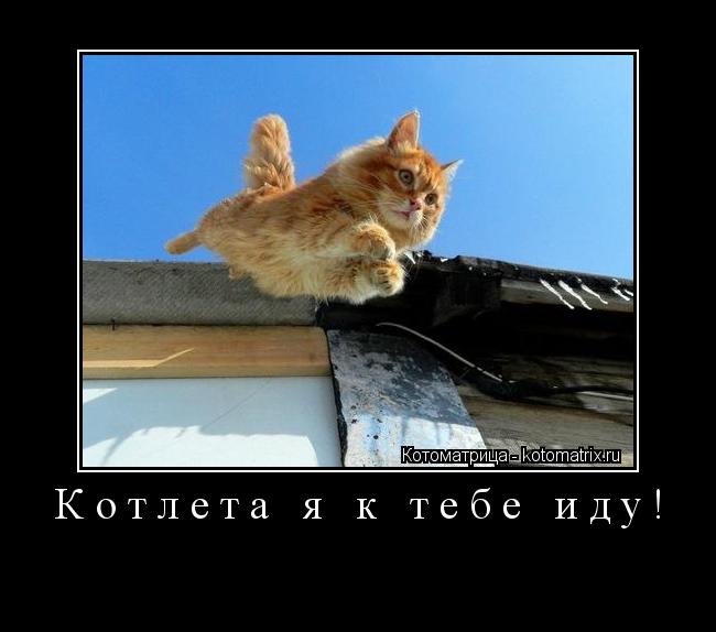 Котлета я к тебе иду! ... Котоматрица: Котлета я к тебе иду!