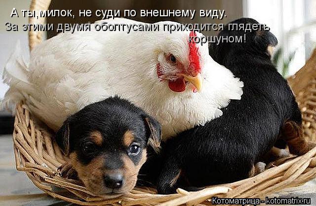 А ты,милок, не суди по внешнему виду. За этими двумя оболтусами приходится глядеть коршуном!... Котоматрица: А ты,милок, не суди по внешнему виду. За этими двумя оболтусами приходится глядеть коршуном!