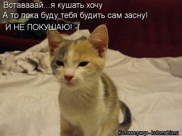 Вставааай...я кушать хочу А то пока буду тебя будить сам засну! И НЕ ПОКУШАЮ!:-(... Котоматрица: Вставааай...я кушать хочу А то пока буду тебя будить сам засну! И НЕ ПОКУШАЮ!:-(