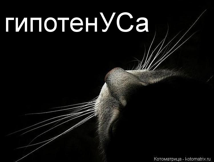 гипотенУСа... Котоматрица: гипотенУСа