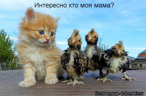 Интересно кто моя мама?... Котоматрица: Интересно кто моя мама?