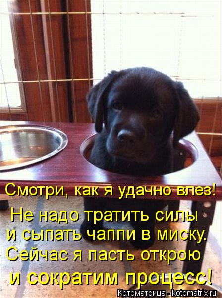 Смотри, как я удачно влез! Не надо тратить силы и сыпать чаппи в миску. Сейчас я пасть открою и сок... Котоматрица: Смотри, как я удачно влез! Не надо тратить силы и сыпать чаппи в миску. Сейчас я пасть открою и сократим процесс!