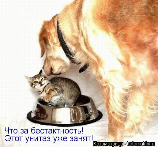 Этот унитаз уже занят! Что за бестактность!... Котоматрица: Этот унитаз уже занят! Что за бестактность!