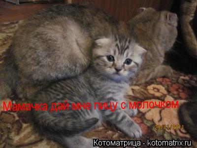 Мамачка дай мне пицу с молочком... Котоматрица: Мамачка дай мне пицу с молочком
