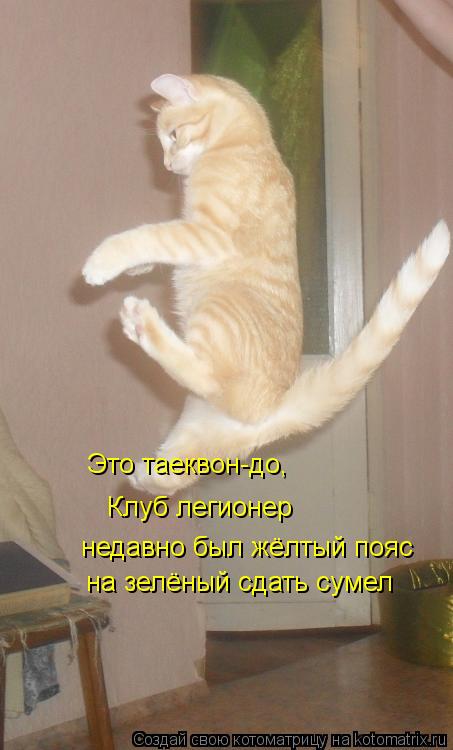 Это таеквон-до, Это таеквон-до, Клуб легионер недавно был жёлтый пояс на зелёный сдать сумел... Котоматрица: Это таеквон-до, Это таеквон-до, Клуб легионер недавно был жёлтый пояс на зелёный сдать сумел