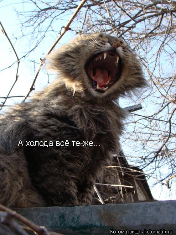 А холода всё те-же...... Котоматрица: А холода всё те-же...