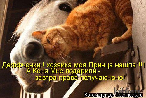 Деффчонки ! хозяйка моя Принца нашла !!! А Коня Мне подарили - завтра права получаю-ю-ю!... Котоматрица: Деффчонки ! хозяйка моя Принца нашла !!! А Коня Мне подарили - завтра права получаю-ю-ю!