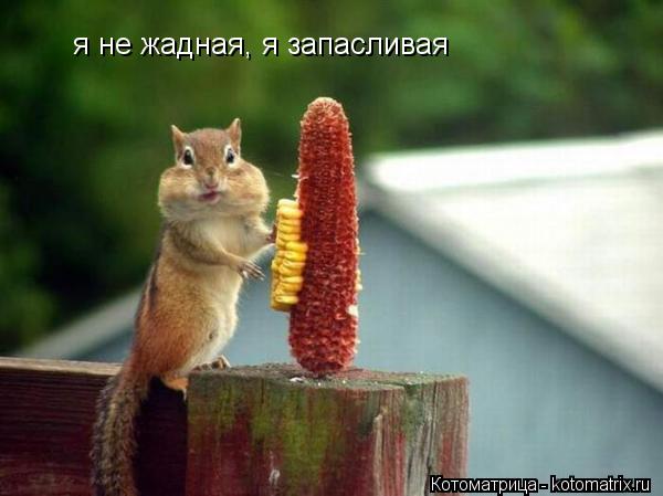 я не жадная, я запасливая... Котоматрица: я не жадная, я запасливая